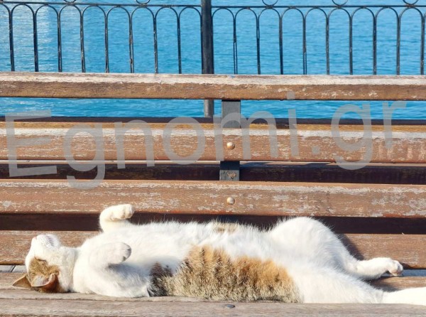 ΠΑΡΑΛΙΑ ΧΑΛΚΙΔΑΣ: Εκλεψε την παράσταση η γατούλα στη χθεσινή Κυριακάτικη βόλτα