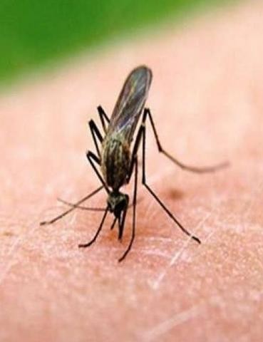 Συναγερμός και στο Δήμο Χαλκιδέων - Μολυσμένα κουνούπια μεταδίδουν τον ιό του Δυτικού Νείλου