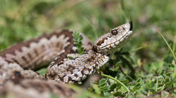 Οχιά δάγκωσε 13χρονο - Νοσηλεύεται σε σοβαρή κατάσταση