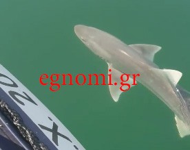 Καρχαριοειδές στη Νέα Λάμψακο