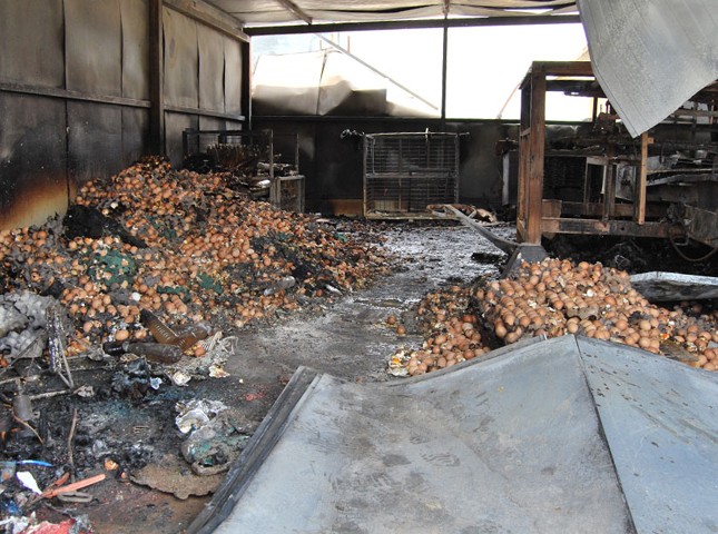 ΨΑΧΝΑ ΕΥΒΟΙΑΣ: Εκδηλώθηκε φωτιά σε πτηνοτροφείο το μεσημέρι της Δευτέρας