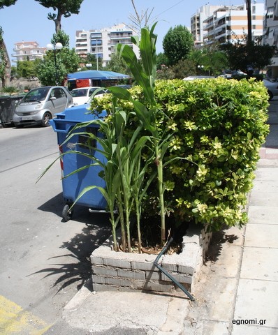 Φύτρωσε καλαμποκιά στη Σουβάλα