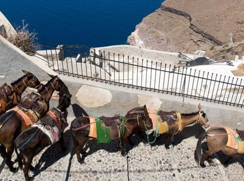 Αφηνιασμένο γαϊδούρι σκότωσε τουρίστρια στη Σαντορίνη