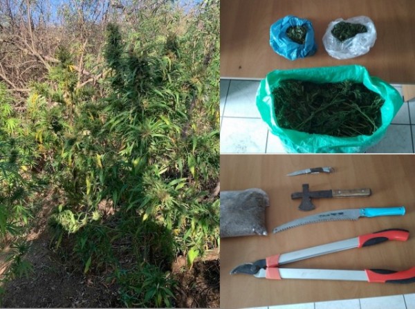 ΛΙΑΝΟΚΛΑΔΙ: Έπιασαν καλλιεργητή χασίς μέσα στη φυτεία, που ήταν κρυμμένη με πουρνάρια (VIDEO + φωτογραφίες)