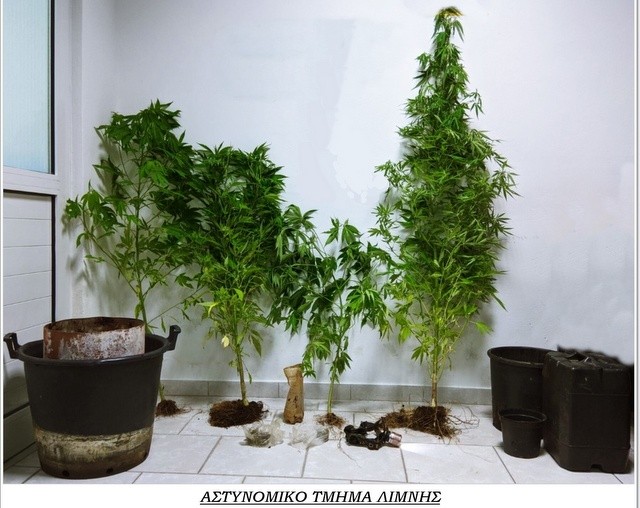 ΛΙΜΝΗ: Είχε φυτέψει δενδρύλλια κάνναβης δίπλα στο μαντρί του