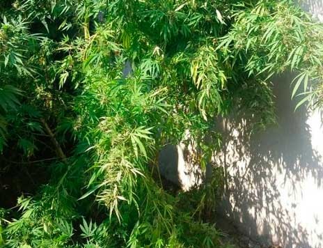 AΙΔΗΨΟΣ: Χασισοφυτεία ΧL στο σπίτι 45χρονου