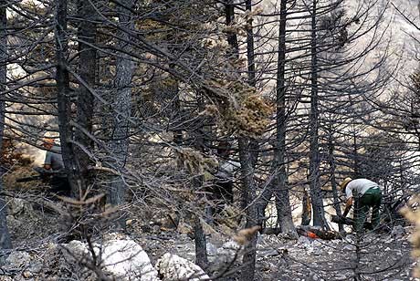 ΠΥΡΚΑΓΙΑ ΣΕΤΑ ΕΥΒΟΙΑΣ: Κάηκαν 100 στρέμματα με έλατα και θάμνους