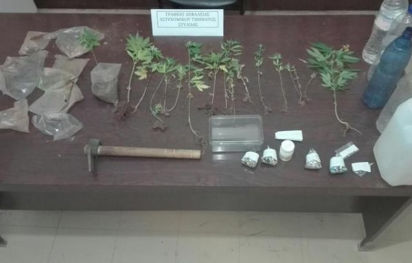 Καλλιεργούσαν 17 δενδρύλλια χασίς στα κατσάβραχα