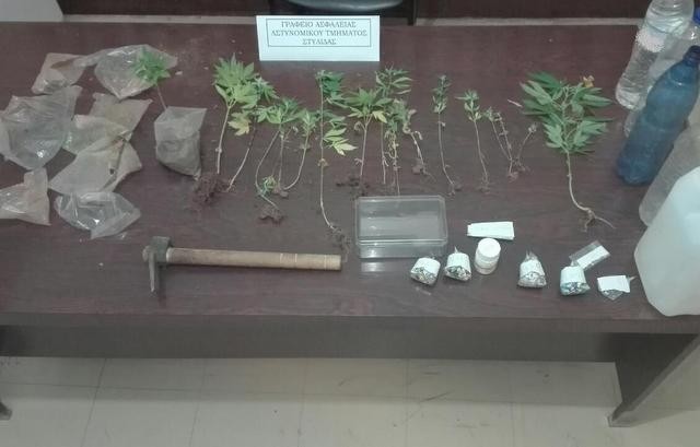 Καλλιεργούσαν 17 δενδρύλλια χασίς στα κατσάβραχα