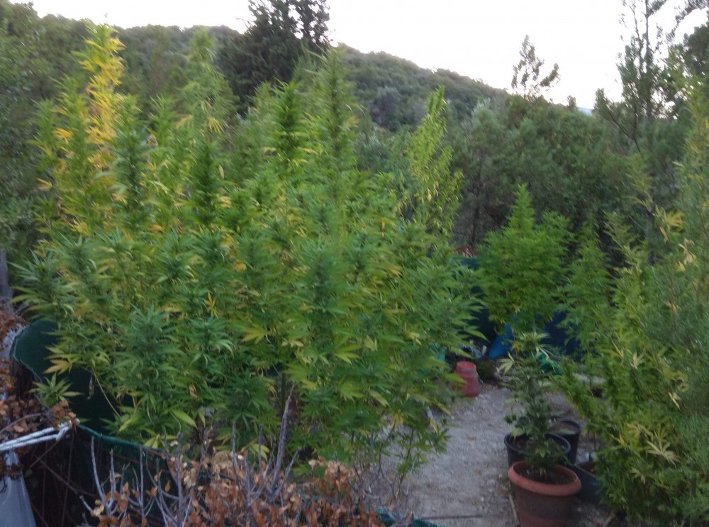 ΚΟΝΙΣΤΡΕΣ: Σύλληψη για παράνομη χασισοφυτεία