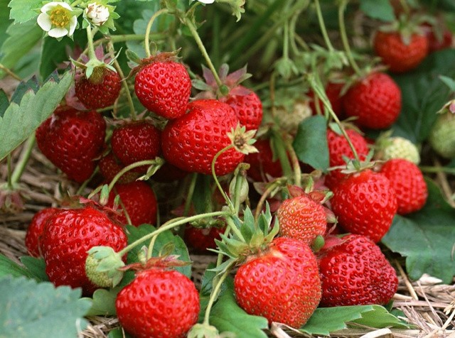 Αυτά είναι τα 12 τρόφιμα με τα περισσότερα φυτοφάρμακα