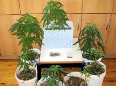 Φύτεψε επτά δενδρύλλια χασίς σε γλάστρες 38χρονος