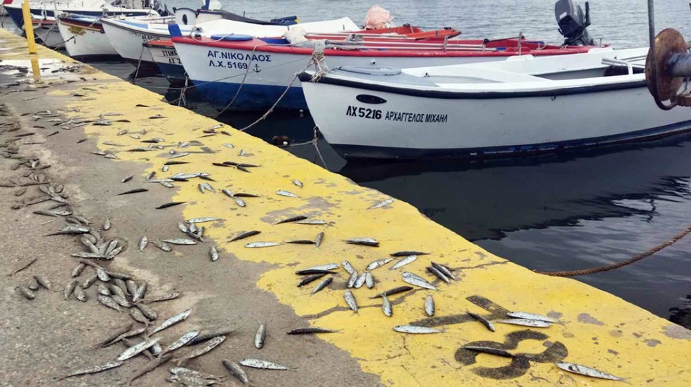 Έβρεξε ψάρια και στο λιμάνι της Αρτάκης