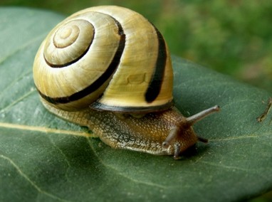 Τα σαλιγκάρια αποτελούν ευκαιρία για επένδυση