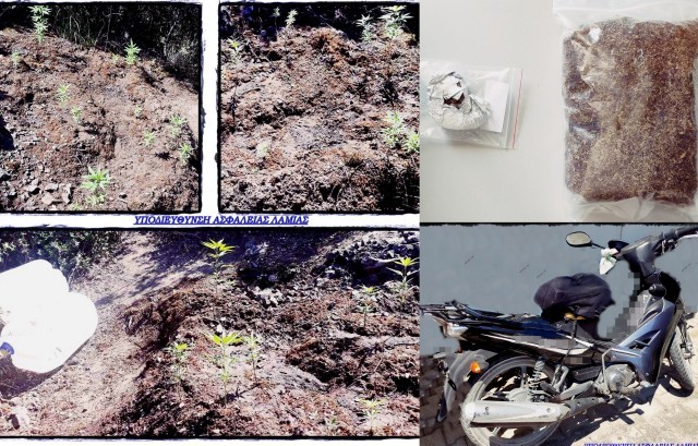 Καλλιεργούσε 21 δενδρύλλια κάνναβης σε περιοχή της Λαμίας