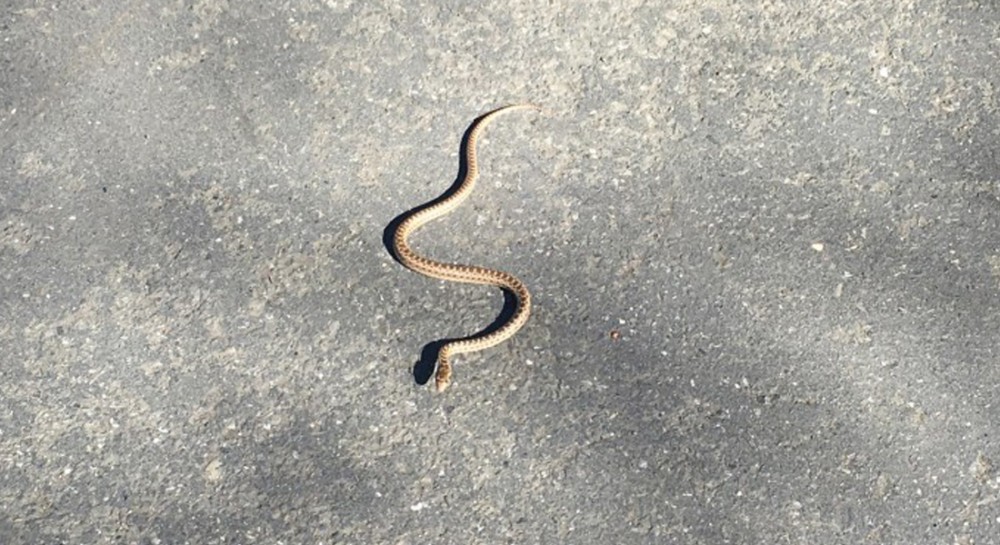 ΧΑΛΚΙΔΑ: Φίδι αναστάτωσε την Αβάντων!