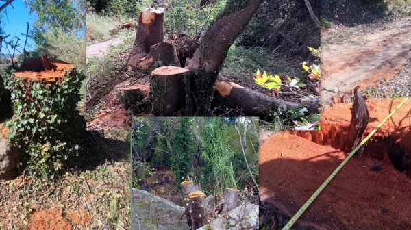 ΚΑΤΑΓΓΕΛΙΑ: Καταστροφή πλατανιών στο Αυλωνάρι από τον ΔΕΔΔΗΕ