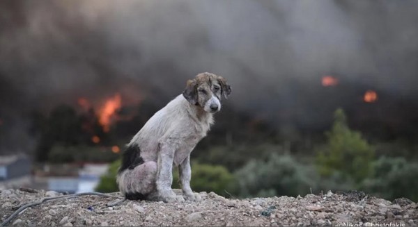 Η ιστορία μίας φωτογραφίας- Ο θλιμμένος σκύλος ανάμεσα στις φλόγες
