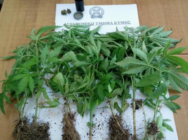 ΚΥΜΗ: Συνελήφθη 34χρονος για κλοπή κυψελών μελισσών και καλλιέργεια χασίς