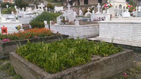 Φύτεψε σπανάκι και σκόρδα πάνω σε τάφους!