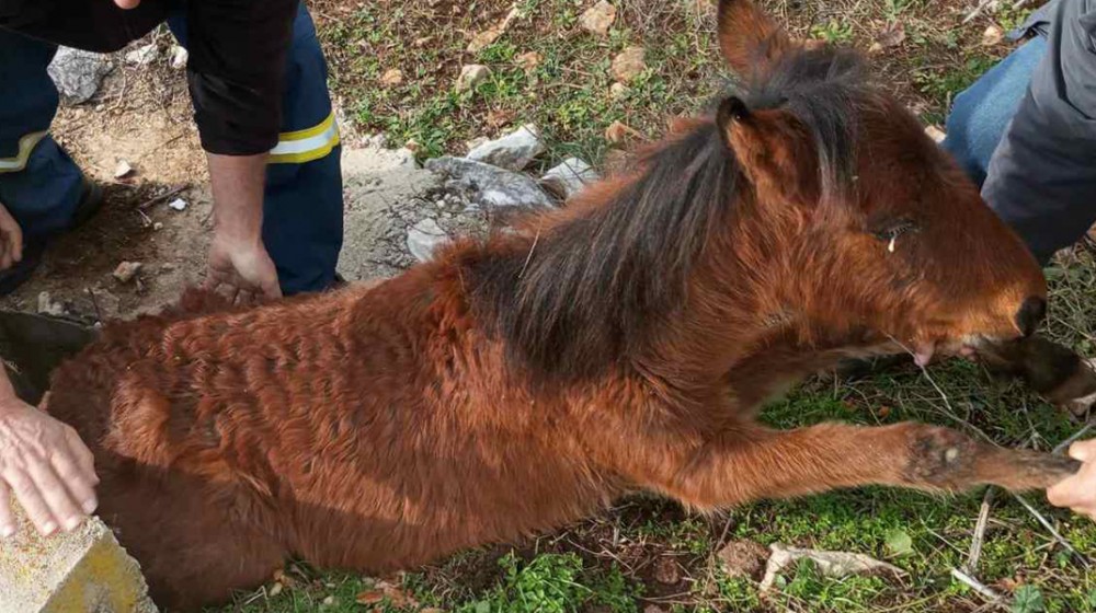 Πυροσβέστες διέσωσαν αλογάκι που είχε εγκλωβιστεί σε φρεάτιο