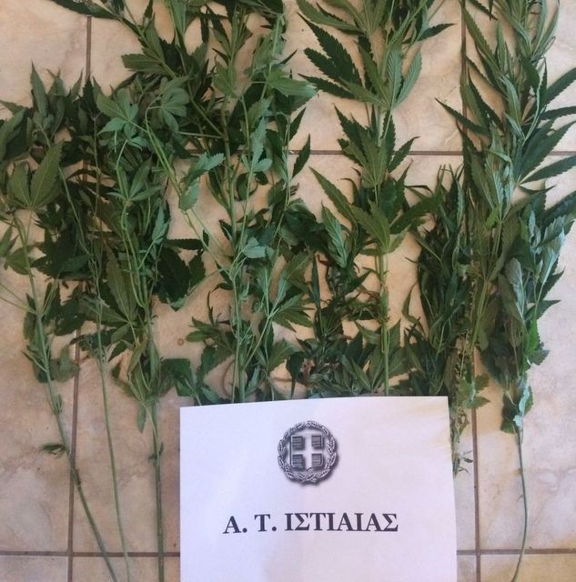 ΓΙΑΛΤΡΑ ΕΥΒΟΙΑΣ: Καλλιεργούσε 13 δενδρύλλια στην αυλή του σπιτιού του