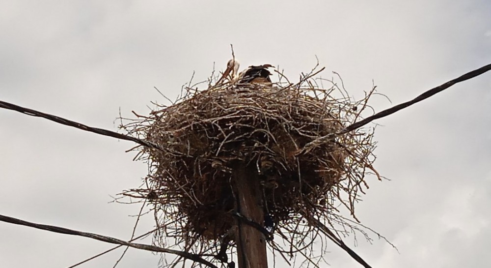 ΠΙΣΣΩΝΑΣ ΕΥΒΟΙΑΣ: Αναπαράχθηκαν πελαργοί και γέμισαν χαρά όλους τους κατοίκους της περιοχής