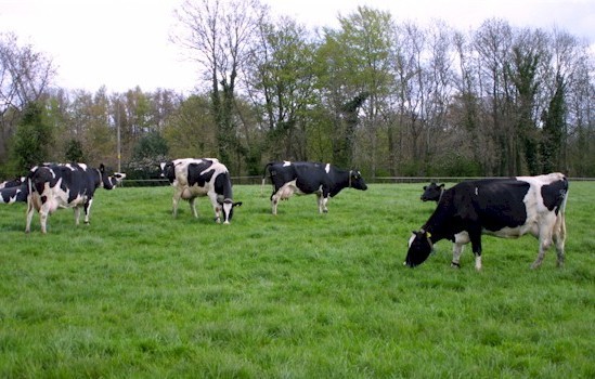 Παίρνει απόφαση για τα δικαιώματα βοσκής στο Δήμο Θηβαίων