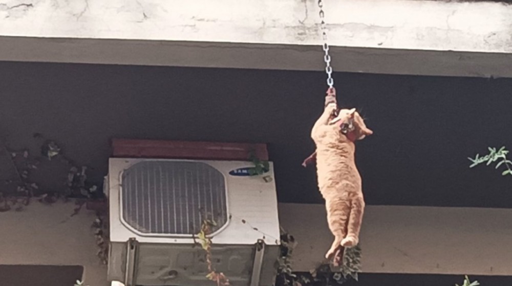Απίστευτο περιστατικό: Κρέμασαν γάτα από μπαλκόνι