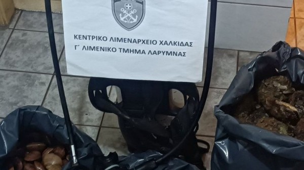 ΛΑΡΥΜΝΑ: Κατασχέθηκαν 33 κιλά όστρακα από το Λιμεναρχείο - Στρειδόχτενα, καλόγνωμες, γυαλιστερέ και κυδώνια