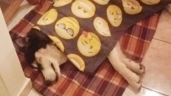 ΑΡΑΧΩΒΑ: Απάνθρωποι άρπαξαν σκυλάκι χάσκι από οικογένεια και το βασάνισαν μέχρι θανάτου