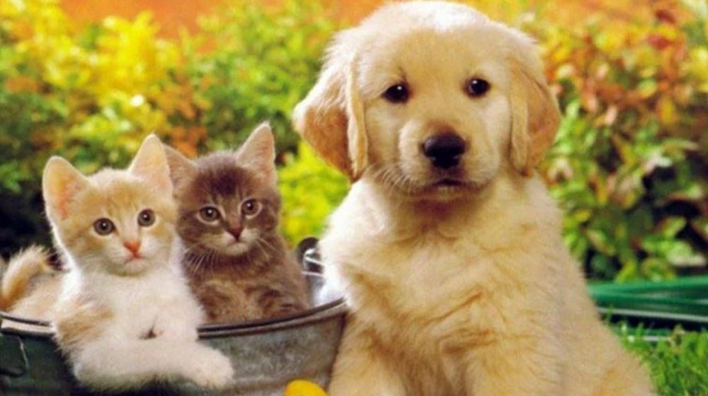 pet.gov.gr: Τέθηκε σε λειτουργία η πλατφόρμα για τα ζώα συντροφιάς