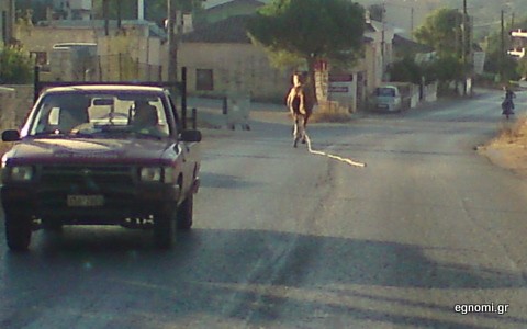 Αφηνιασμένο άλογο στο Αλιβέρι (φωτό)