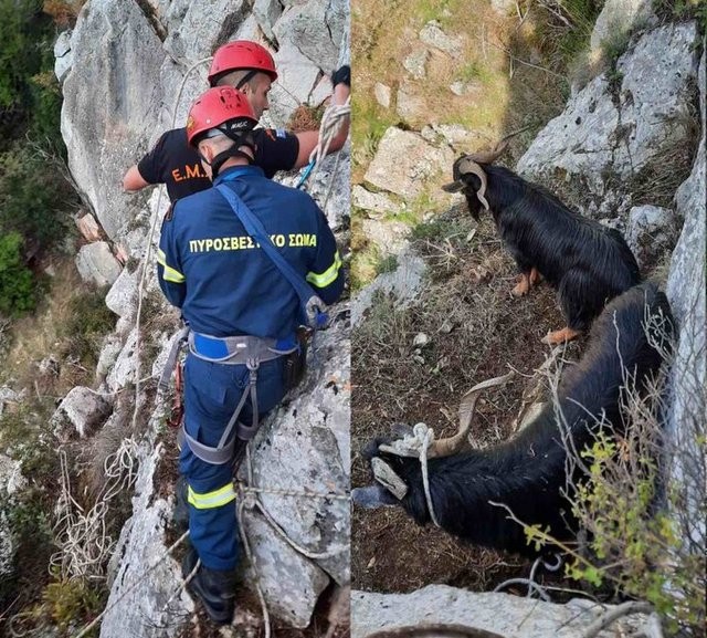 Κινητοποίηση της Πυροσβεστικής Υπηρεσίας για τον απεγκλωβισμό δύο τράγων