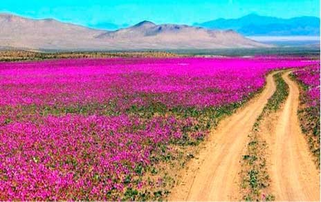 Ανθισε η πιο ξερή έρημος του κόσμου!