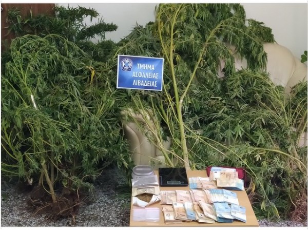 ΒΟΙΩΤΙΑ: Είχε φυτέψει 20 δενδρύλλια κάνναβης μέσα σε χωράφι με πράσα