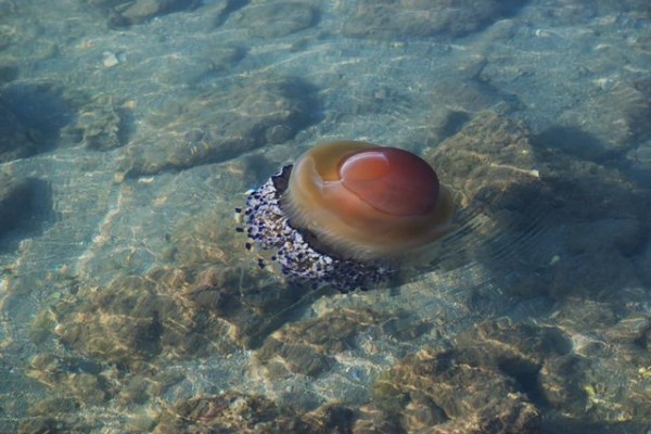 Σαλούφες έκαναν ...παρέλαση στα τρελά νερά της Χαλκίδας (VIDEO)