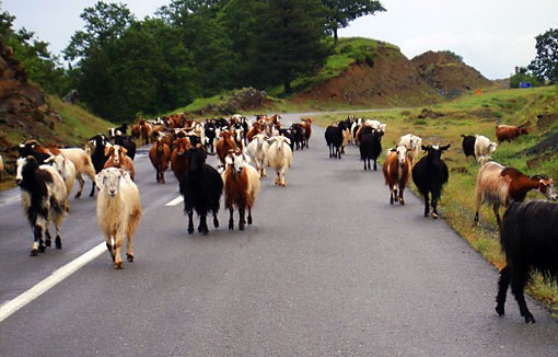 Βέσπα τράκαρε με κατσίκα!