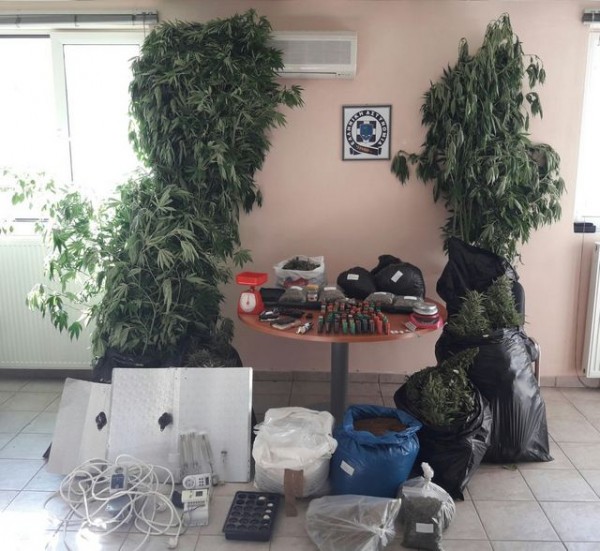 Η αστυνομία έκανε ντου και ξερίζωσε δέντρα κάνναβης