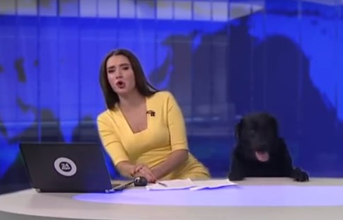 Σκύλος εισέβαλε στο στούντιο και διέκοψε το δελτίο ειδήσεων (VIDEO)