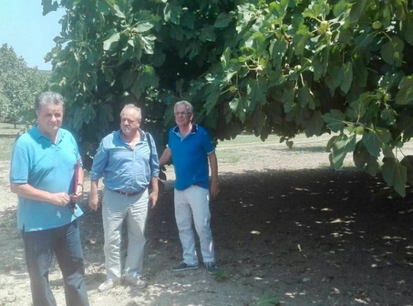 ΑΠΟΣΤΟΛΟΥ: Αρχίζουν άμεσα οι εκτιμήσεις ζημιών από τις πρόσφατες βροχοπτώσεις στις καλλιέργειες σύκων της Εύβοιας