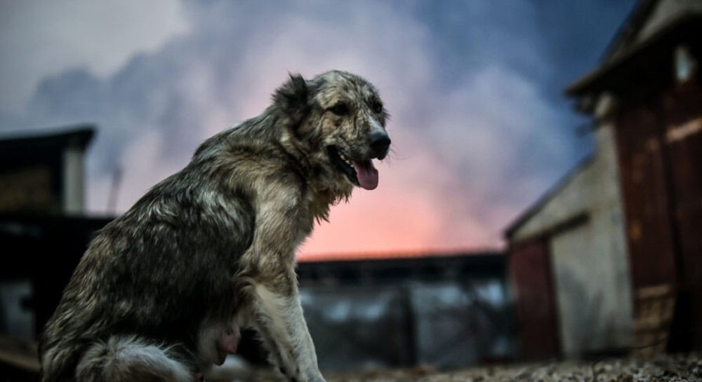 Εικόνες που κόβουν την ανάσα: Ανθρωποι και ζωάκια προσπαθούν να σωθούν από τη φωτιά