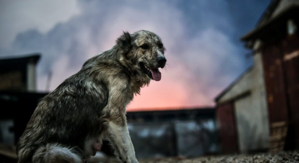 Εικόνες που κόβουν την ανάσα: Ανθρωποι και ζωάκια προσπαθούν να σωθούν από τη φωτιά
