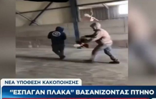 ΜΑΝΤΟΥΔΙ: Δικογραφία σε βάρος τριών ατόμων για τον βασανισμό της κότας