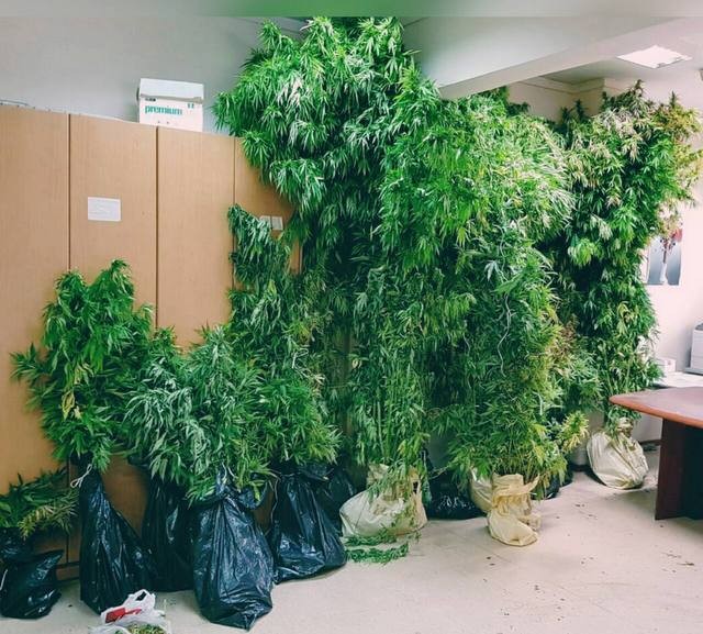 Φυτεία χασίς δίπλα στο μαγαζί γνωστού τραγουδιστή