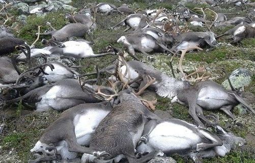 Κεραυνός σκότωσε με τη μία πάνω από 300 τάρανδους στη Νορβηγία